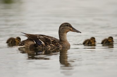 Mallard and ducklings (Anas platyrhynchos)