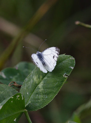 Green-veined White (Artogeia napi)