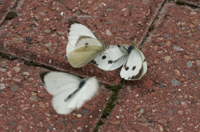 Large White (Pieris brassicae)