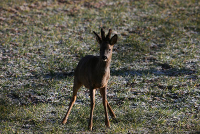 Roe Deer (Capreolus capreolus)