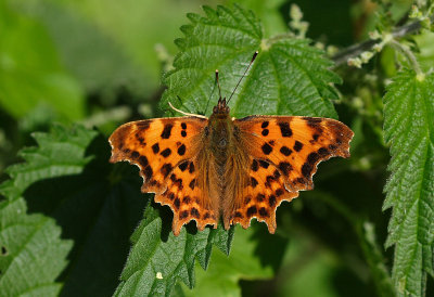 Comma (Polygonum c-album)