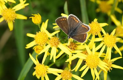 Brown Argus (Aricia agestis)