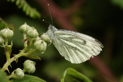 Green-veined White (Artogeia napi)