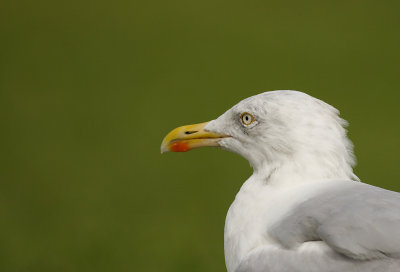 Herring Gull portrait (Larus argentatus)