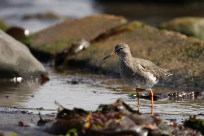 Redshank (Tringa totanus)