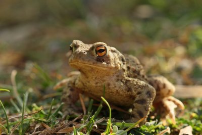 Common Toad (Bufo bufo)