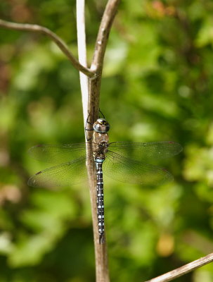 Dragonflies