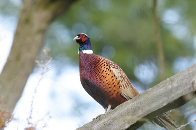 Pheasant (Phasianus colchicus)