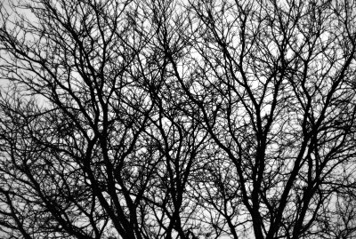 Moon lit tree branches