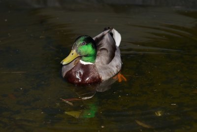 The duck that won't go away