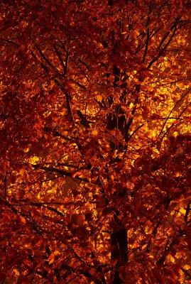 Night exposure of fall leaves on tree