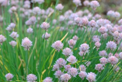 Chives