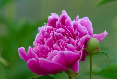 Peonies 70-200 VR with 20E II 2x teleconverter