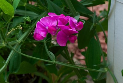 Snap Pea Flower