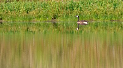 The Lone Goose