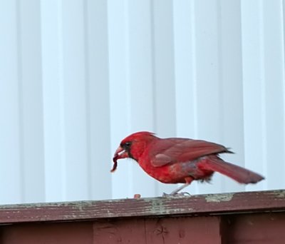 Cardinal eats it!  huge crop