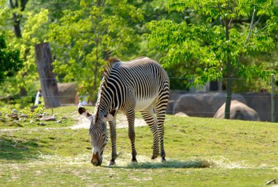 Toronto Zoo July 6 20070151.jpg