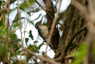 Woodpecker and Blue Heron0001.jpg