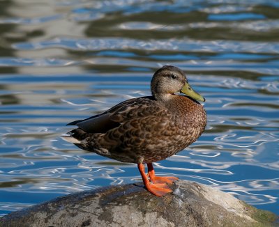 Duck on the rocks.