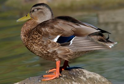 Poser Duck