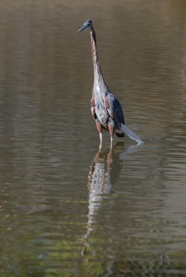 On The Hunt  Blue Heron