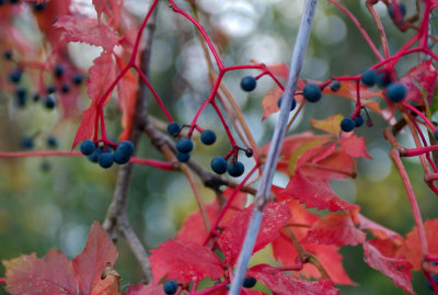 Fall  Ontario 2007