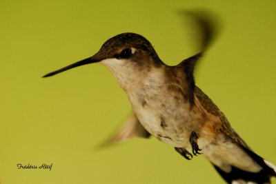 Vol du Colibri  gorge rubis