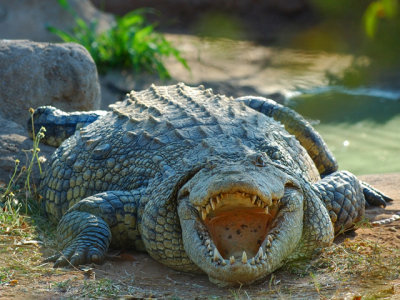 Croc, Livingstone, Zambia