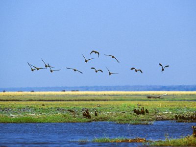Birds, Chobe National Park, Botswana