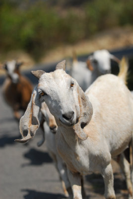 Nepali goats, Nagarkot