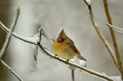 Winter 2007