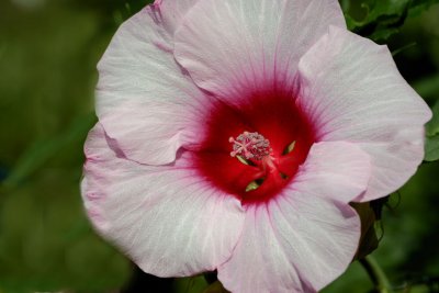 2007-08-09_0010.jpg