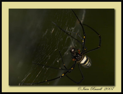 EPV0004-6.jpg Spider