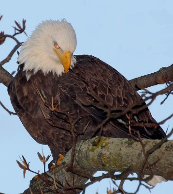 Eagles In Maryland