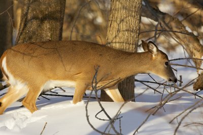 winter_wildlife