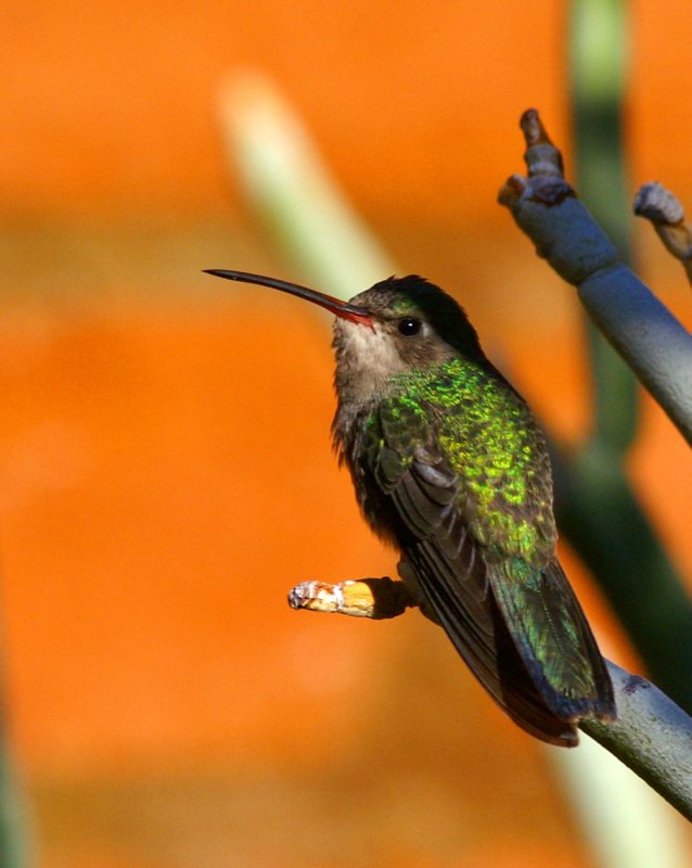 Black-chinned Hummingbird #1