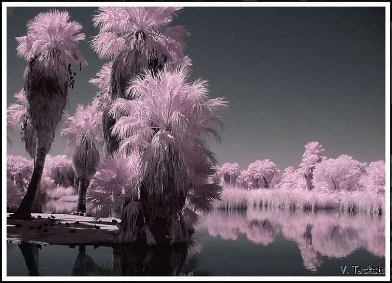 Tucson #9