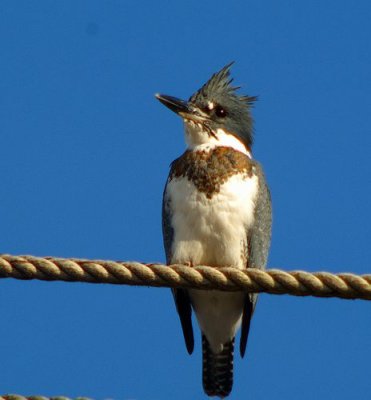 Belted Kingfisher #2
