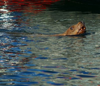 Steller Sea Lion #3