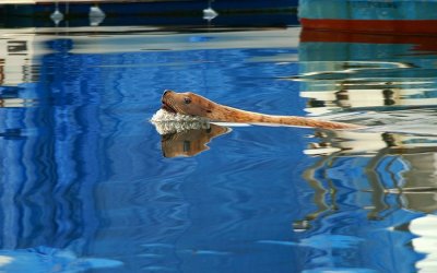 Steller Sea Lion #7