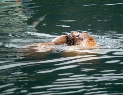 Steller Sea Lions  #4