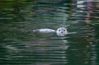 Harbor Seal