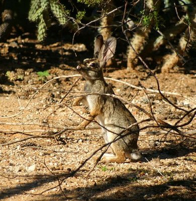 Desert Cottontail #2