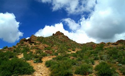 Tucson Mountain Park #1