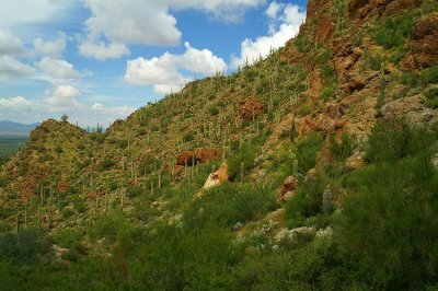 Tucson Mountain Park #6
