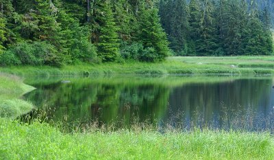 Green Reflection #2