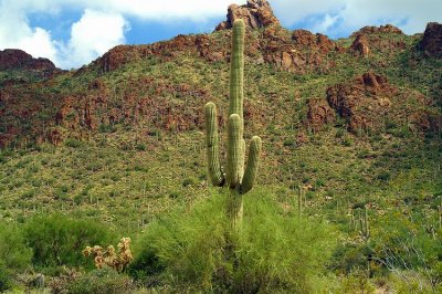 Saguaro National Park #2