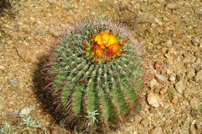 Saguaro National Park #4
