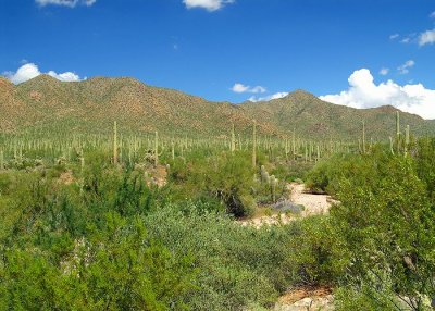 Saguaro National Park #14