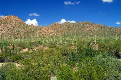 Saguaro National Park #14